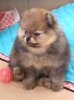 Esenia Fluffy Cloud