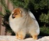 Yarkrut Littl Lion Sting