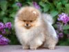 Ledi-Pom-Charm Grand Star