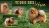 Vitorio Rossi Azia