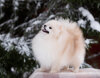 Premium Brend Irbis Snow King