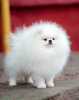 Pomstyle French Kiss