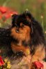 Ornella Angel’S Eyes Of Chilly