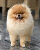 Fluffy Dream Pom Destino Mio