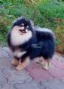 Degel'pan Dog Enigma