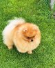 Starpom Love Boy