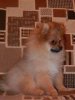 Natali-Dog Mirel'