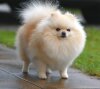 Fluffy Dream Pom Cari Corazon
