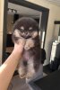 Kayaali's Causing A Commotion