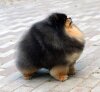Fluke Pom's Pharaon Primus
