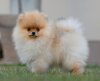 Minnie Nia Fluffydreampom