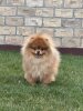 Victorya Dog House Hernaus Sombot
