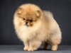 Ledi-Pom-Charm Zhastin Drim