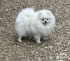 Bridget Best Of Poms