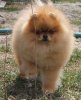 Sha-Ma-Ni Star Oskar The Best Of Pom