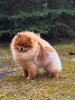 Intime Poms Take Me As I Am