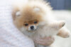 Heavenly Paws Solar Energy