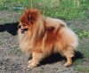 Trigger Of A Gun Of Pomeranian World