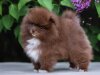 Ledi-Pom-Charm Zender