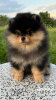 Juju Best Black&amp;tan