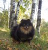 Flovers Pom Dzhovita Vista