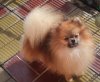 Al'hond Velikiy S Beregov Kubani