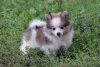Chester Solnechnyy Luchik