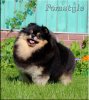 Pomstyle Hallmark Charming Card