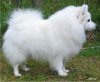 Noblewhite Great Soul