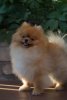 Selebriti Dog Zhoffrey Mi Fortuna