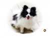 Quatrain Of Kou Ju Tsai Pet Store