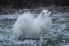 Noblewhite Sonador