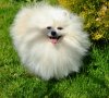 Selebriti Dog Kemeron