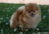 Chartlivus Pom Allison Todd