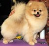 Pom Galaxy Ostin Powers