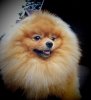 Funny Honey Xanthous King Martin
