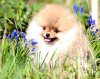 Filbert Mich Bonifeys
