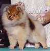 Finch's Petipom Chances R