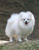 Dog Hi's Blossom