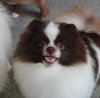 Edelweis Dog Show