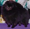 Finch's Midnight MoonWalker