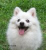Spitz Solti Emi