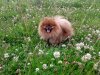 Royal Poms Khloya M'yuzikl