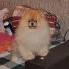 Inner Pom's Up All Night