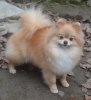 Milashka Pom Zhenschina Koshka