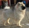 Angemin'z Rufsiga Rufus
