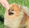 Ziegerwald Loyal Frend