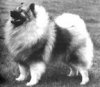 Ledwell Lysander