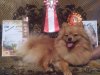 Makkenzi Christmas Star Iz Knyaginino