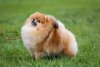 Tsunami Pom Flay